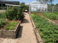 Potatoes, Temp Red Current bushes.