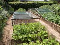 French Beans, Squash, Marrow & Gourgette in background