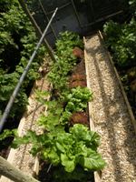 Young Red Current plants & lettuce.