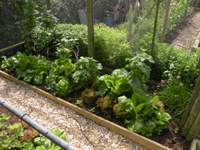 Young Black Current bushes & lettuce.