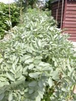 Broad Beans, Jerusalem artichokes in background