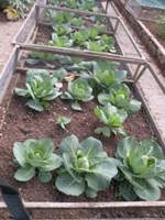 Cabbages, Primo & Greyhound