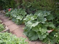 Rhubarb
