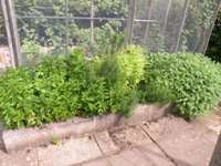 Mint, Rosmary, Feverfew , Sage