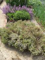 Thyme, Savory, Narrow leaved Sage